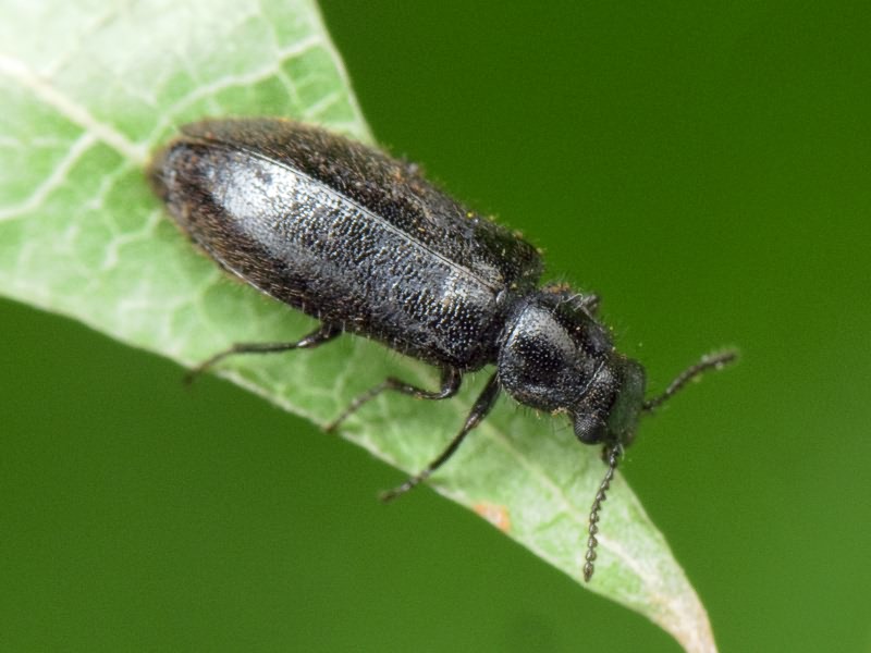 Dasytes niger (Linnaeus, 1761)